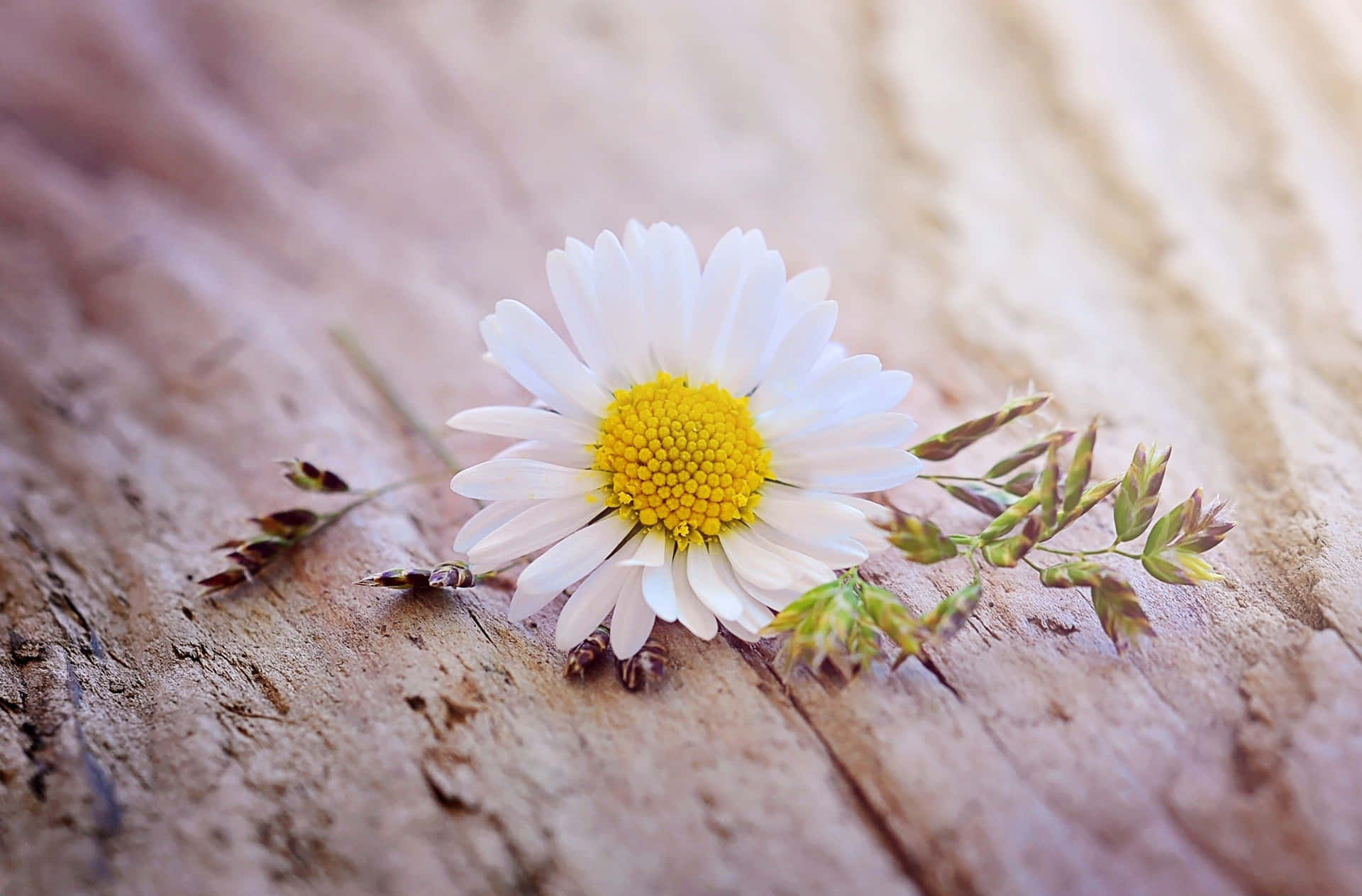Wild Daisy Laptop Background