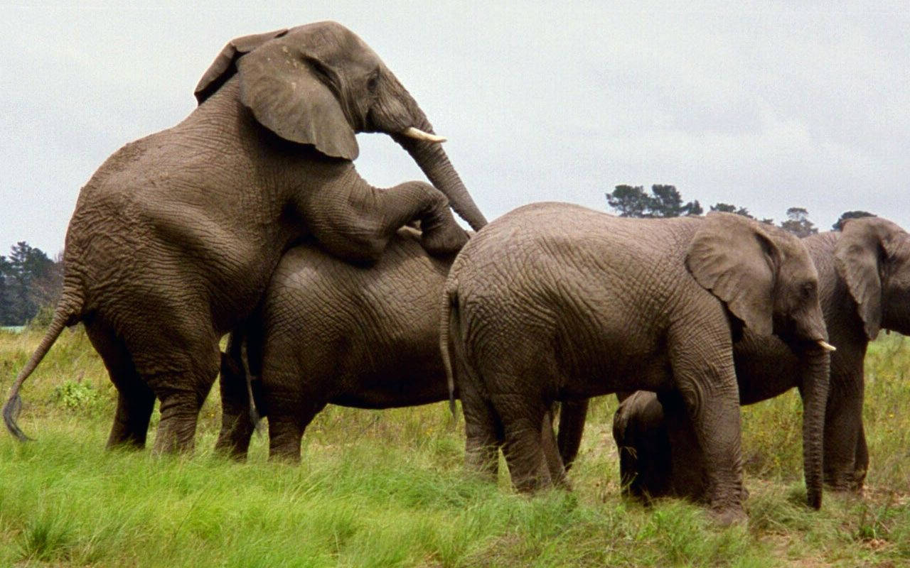 Wild Elephant Mating