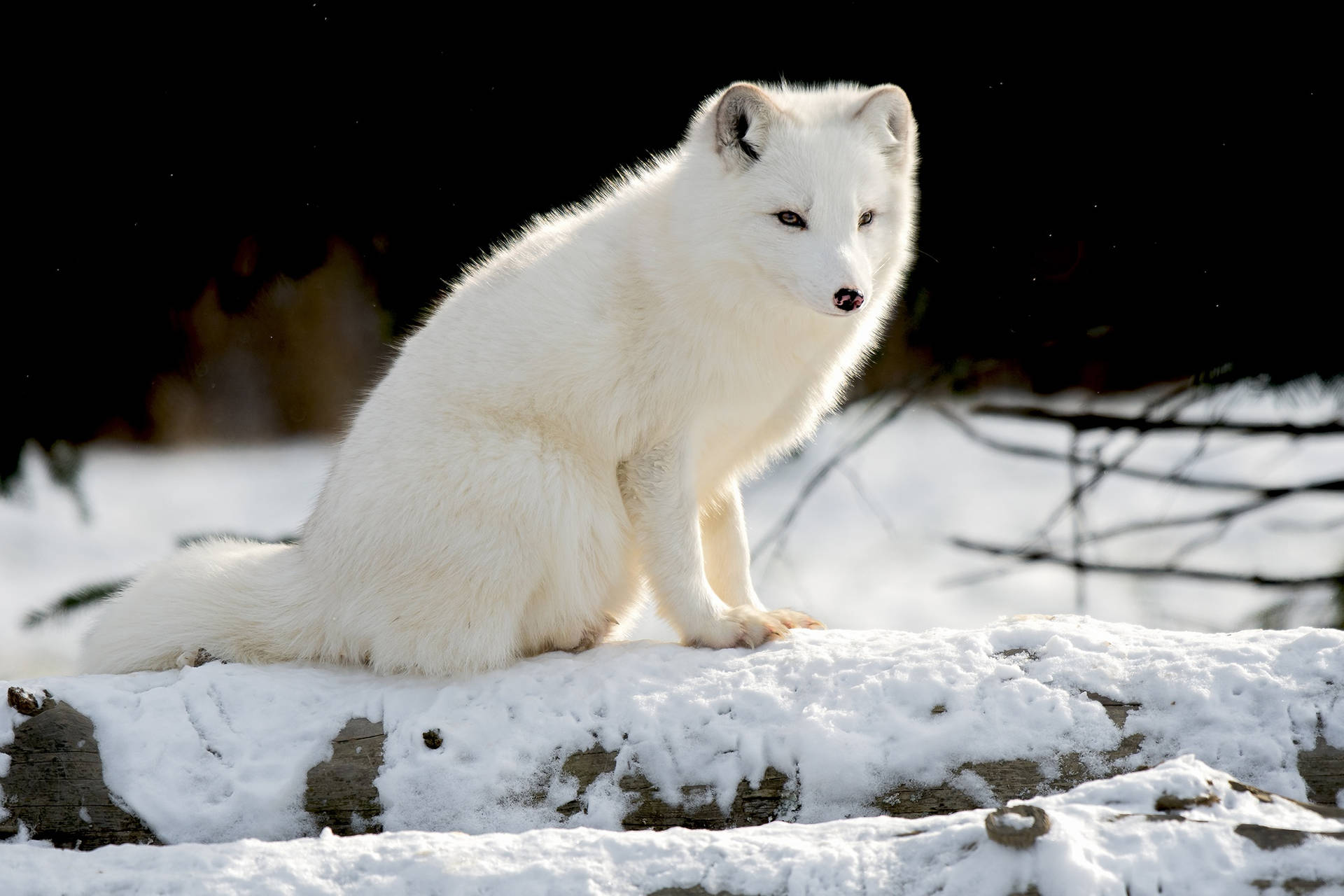 Wild Furry Arctic Fox Background