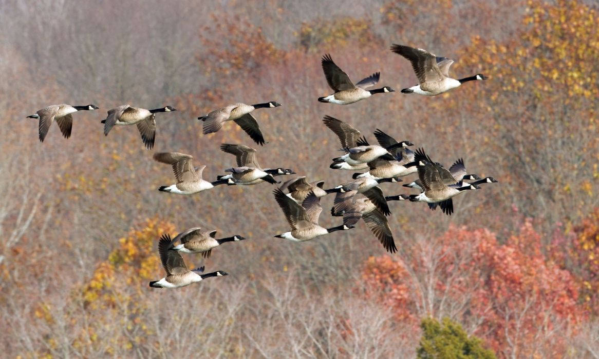 Wild Geese Soaring In The Sky
