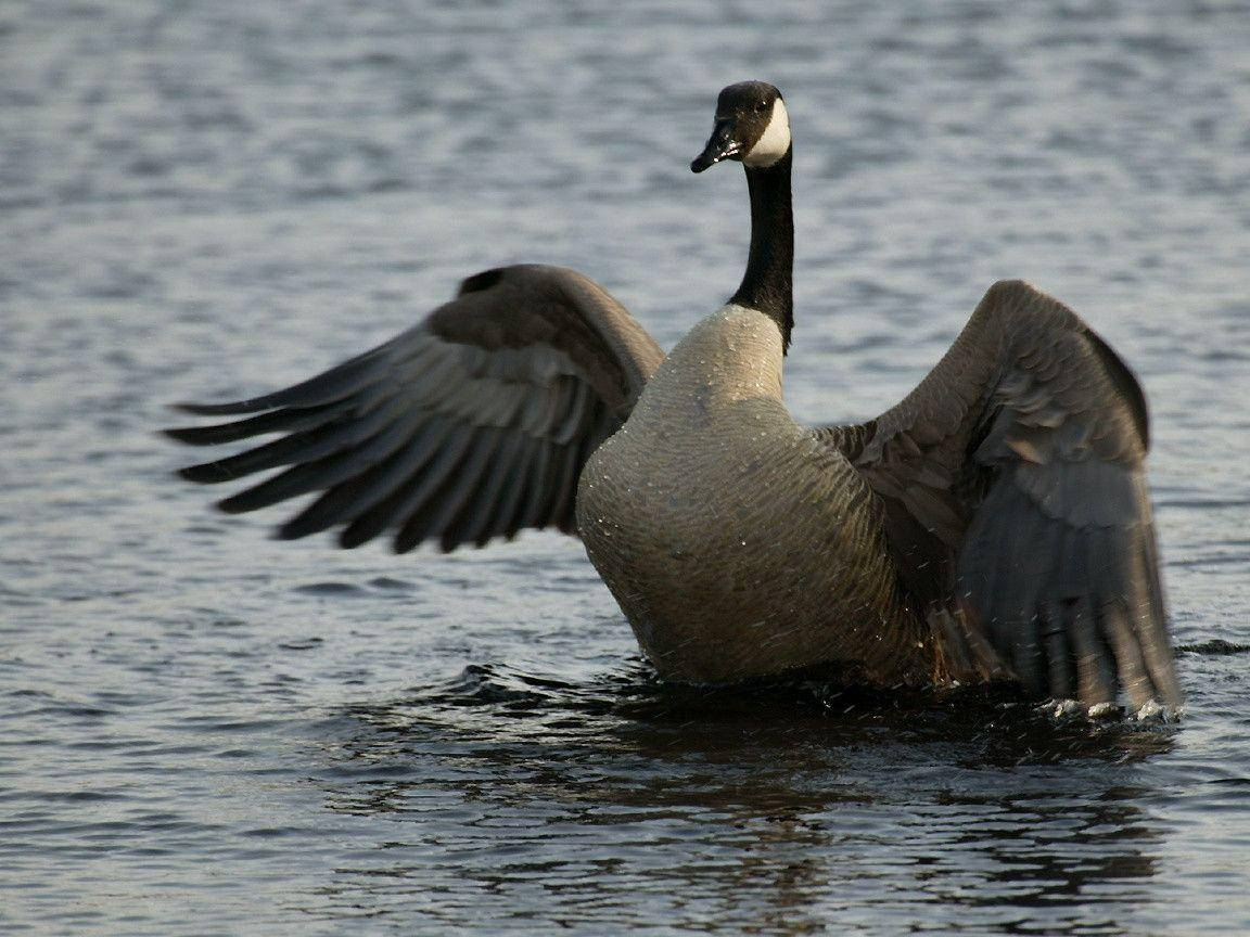 Wild Goose Flapping Its Wing
