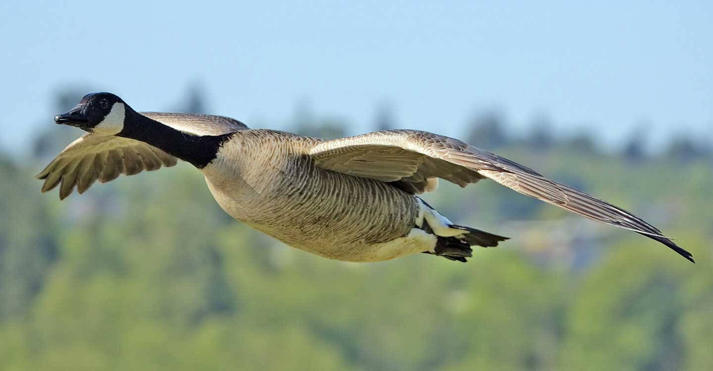 Wild Goose Flying Background