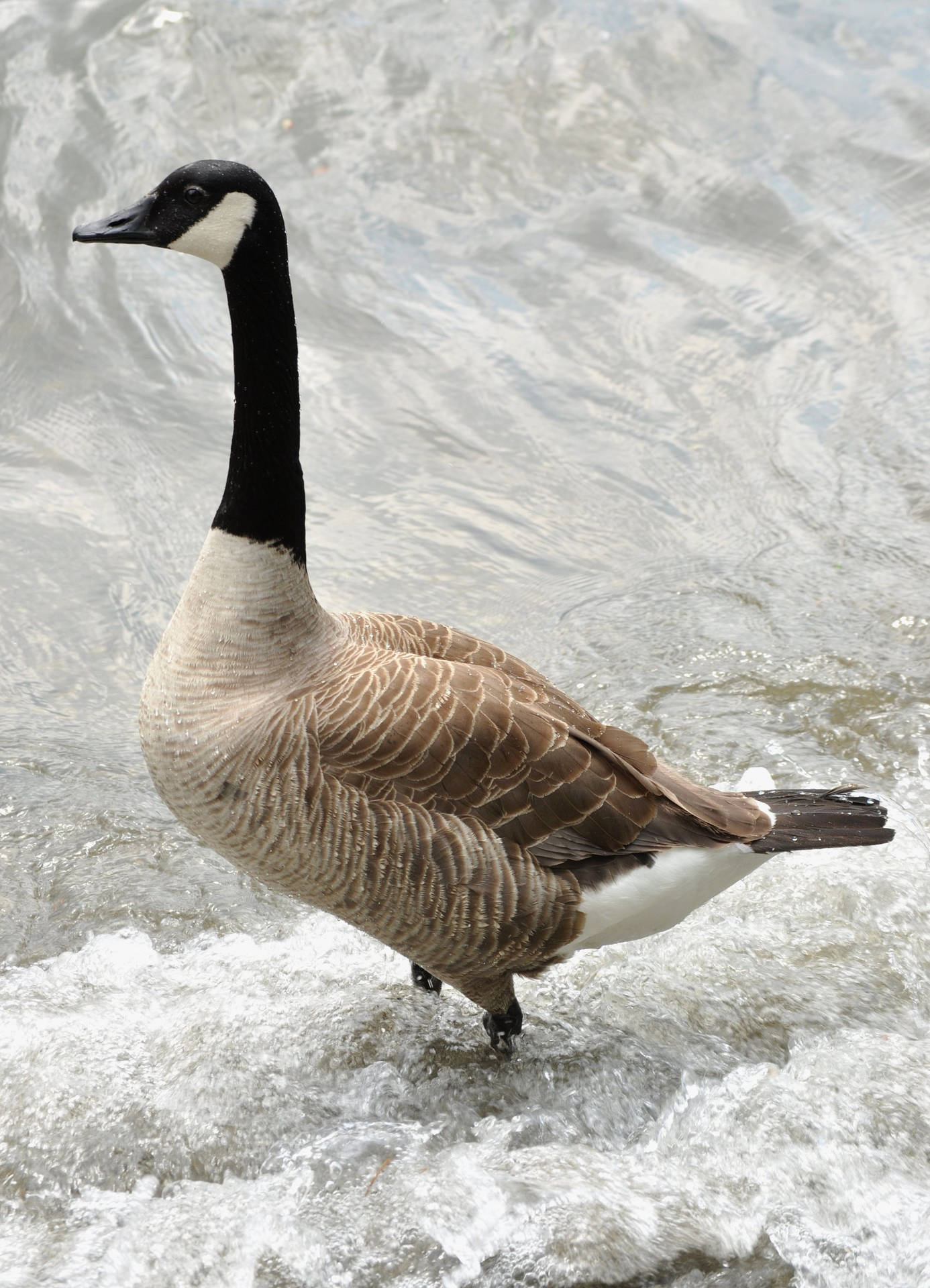 Wild Goose On The Lake