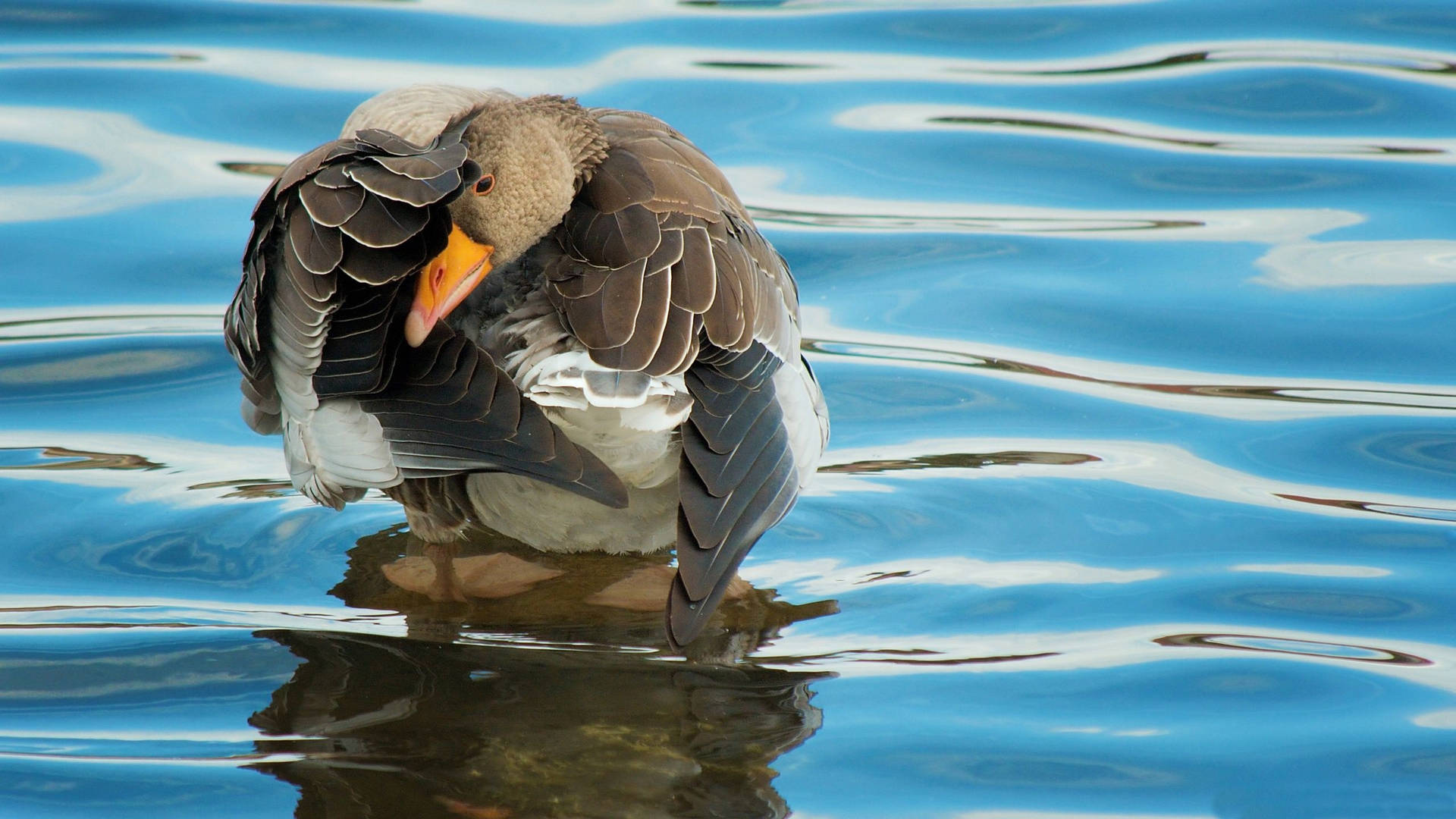 Wild Goose On The Pond