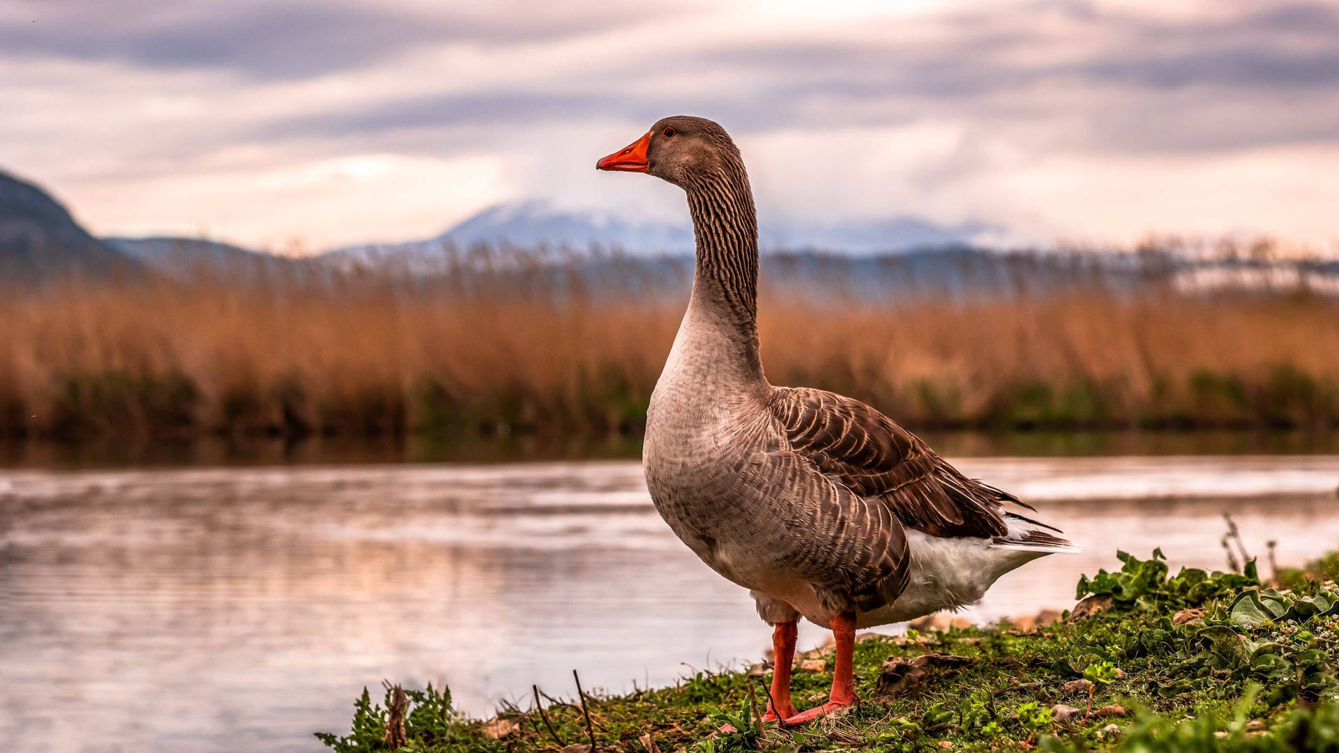 Wild Goose Perched On Riverbank