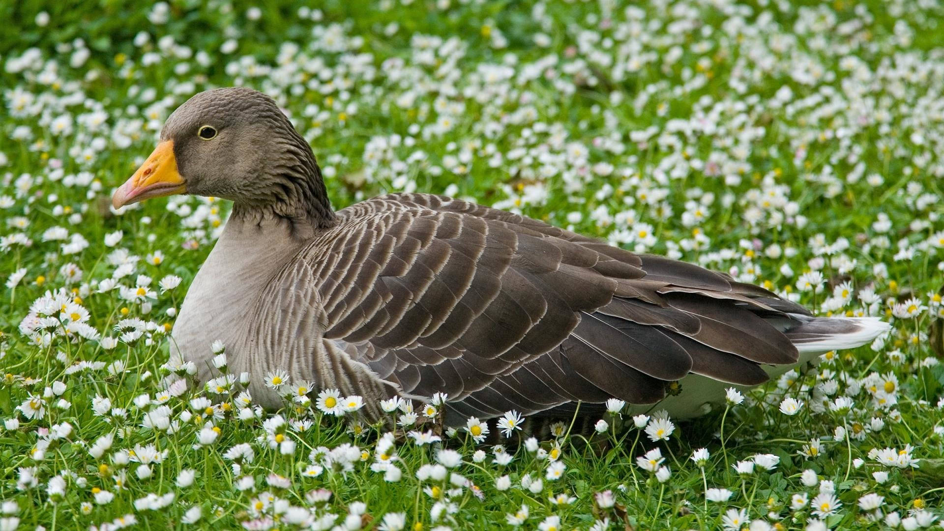 Wild Goose Relaxing In A Field Background