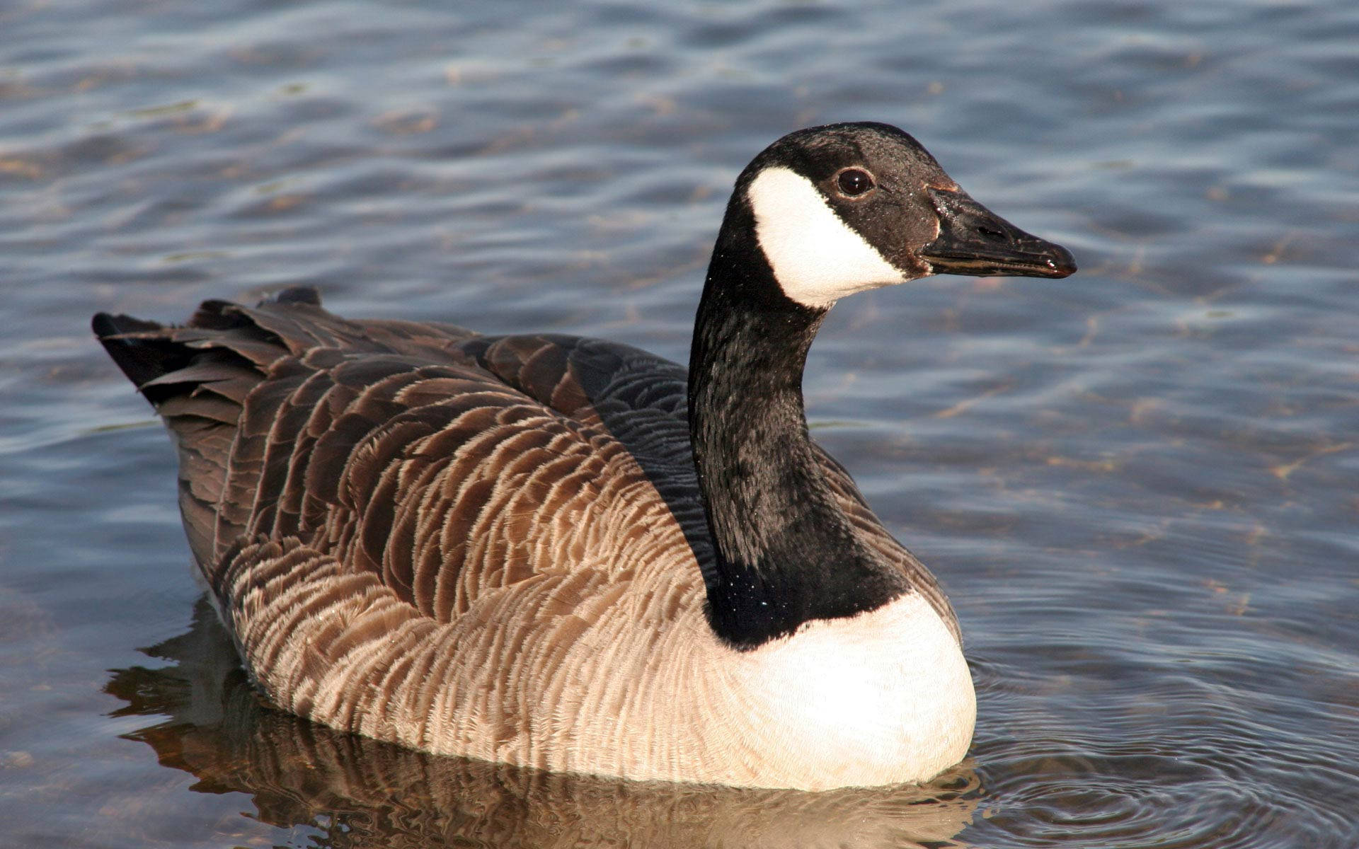 Wild Goose Relaxing On The River