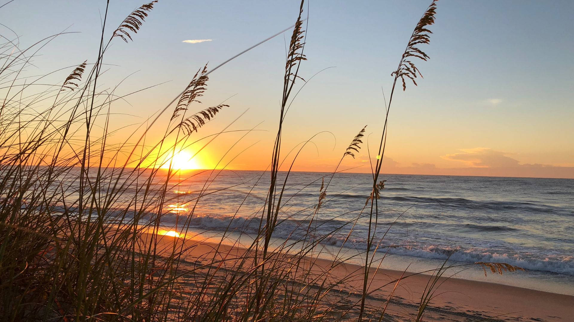 Wild Grass Against Beach Sunrise Background