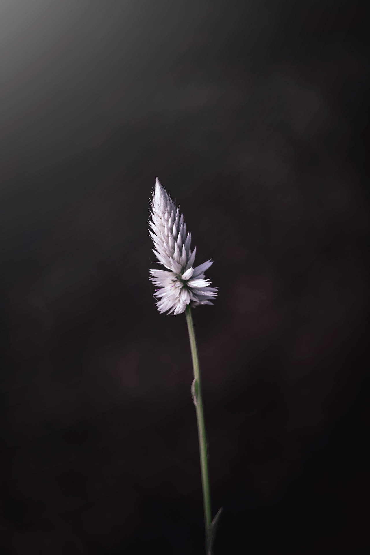 Wild Grass Flower Android Background