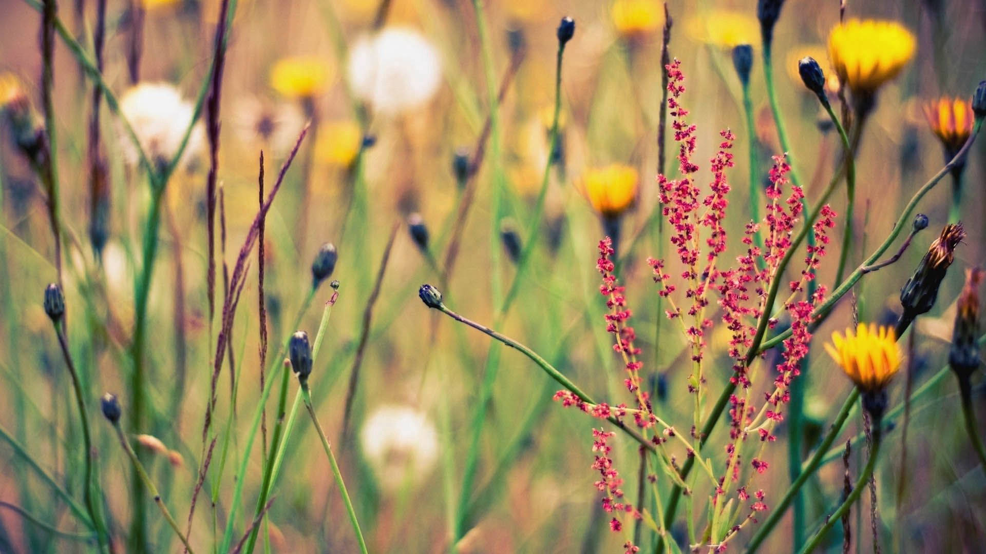 Wild Grass Flower Background