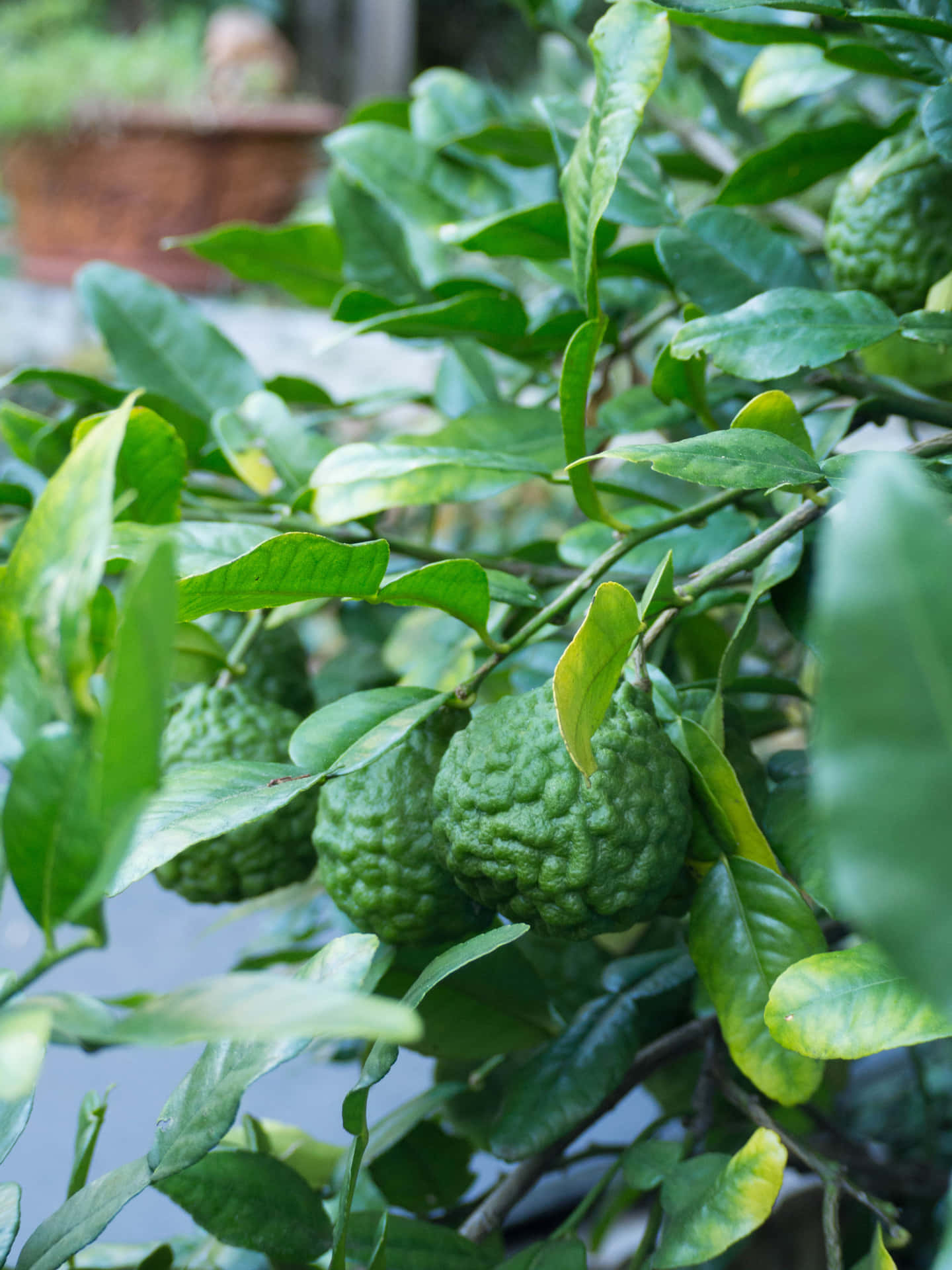Wild Green Citrus Kaffir Lime Background