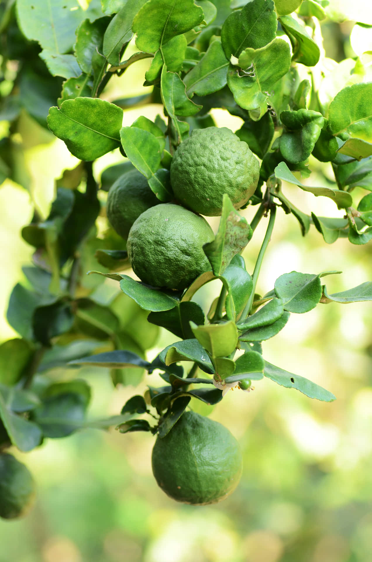 Wild Green Kaffir Lime Citrus Fruits Background
