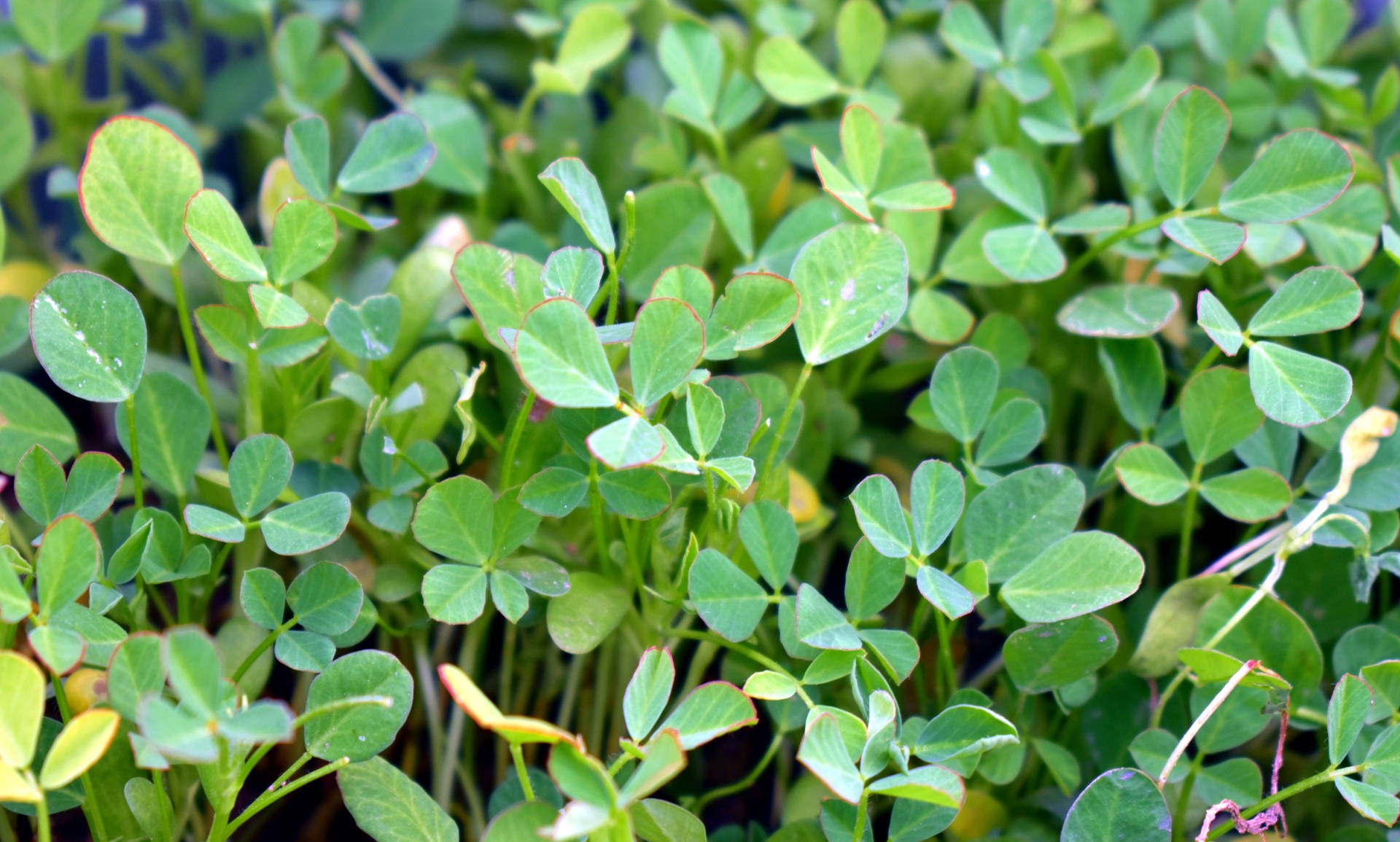 Wild Grown Fenugreek Plants Background