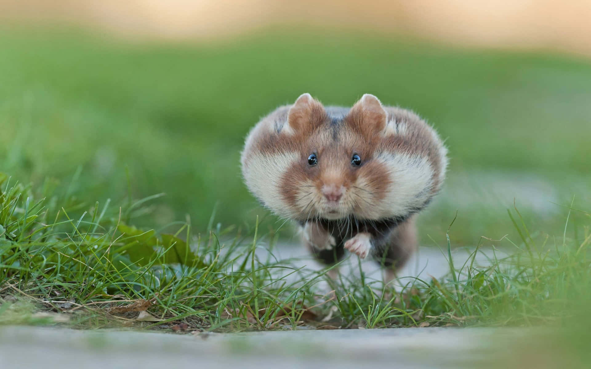 Wild Hamster Running Grassy Field Background