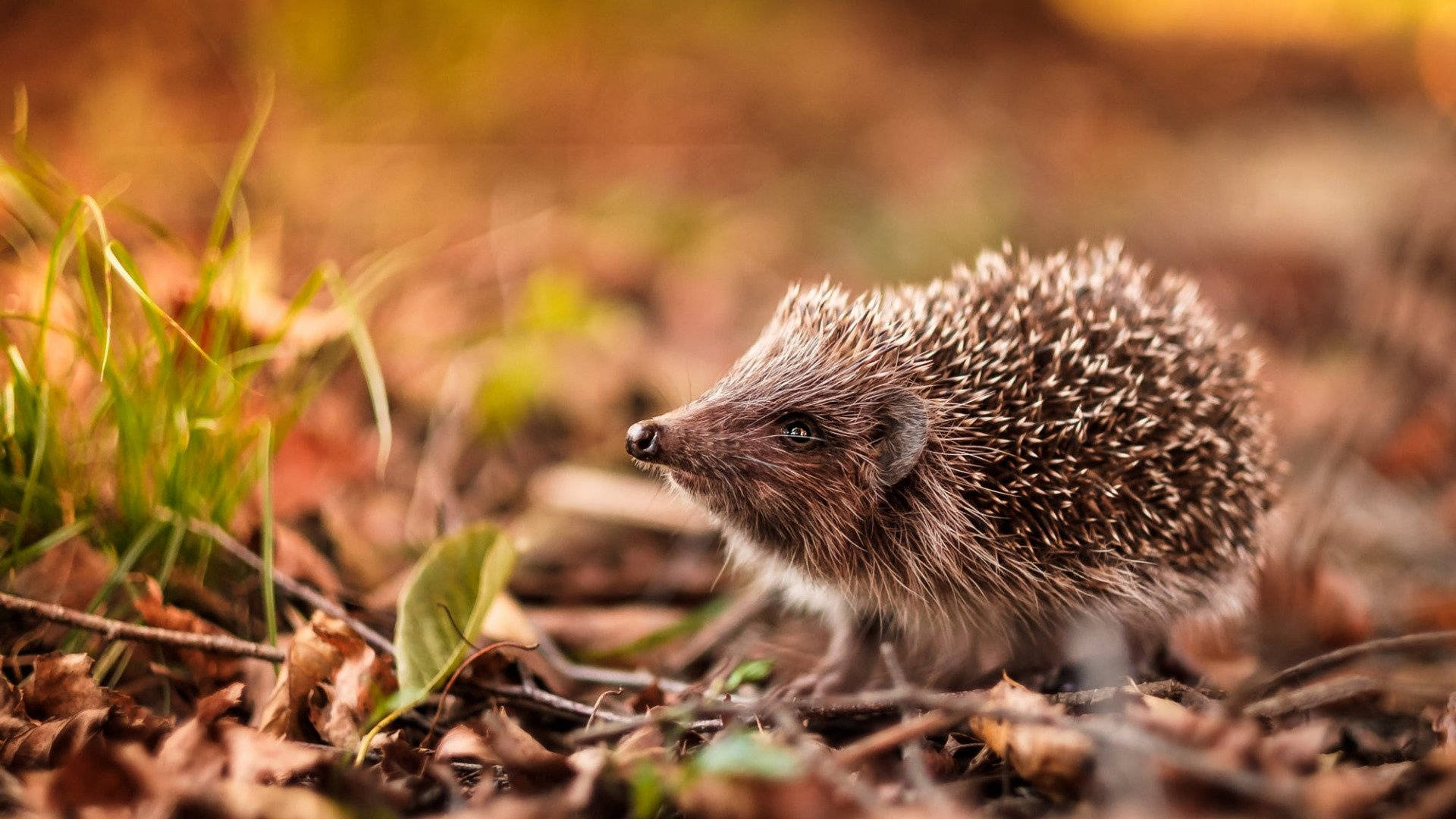 Wild Hedgehog In Fall Season Background