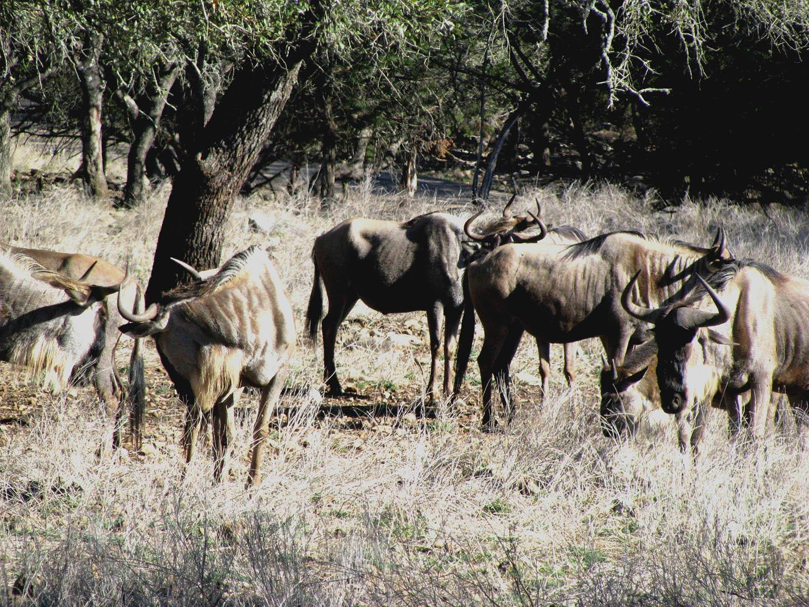Wild Herd Of Oxen Background
