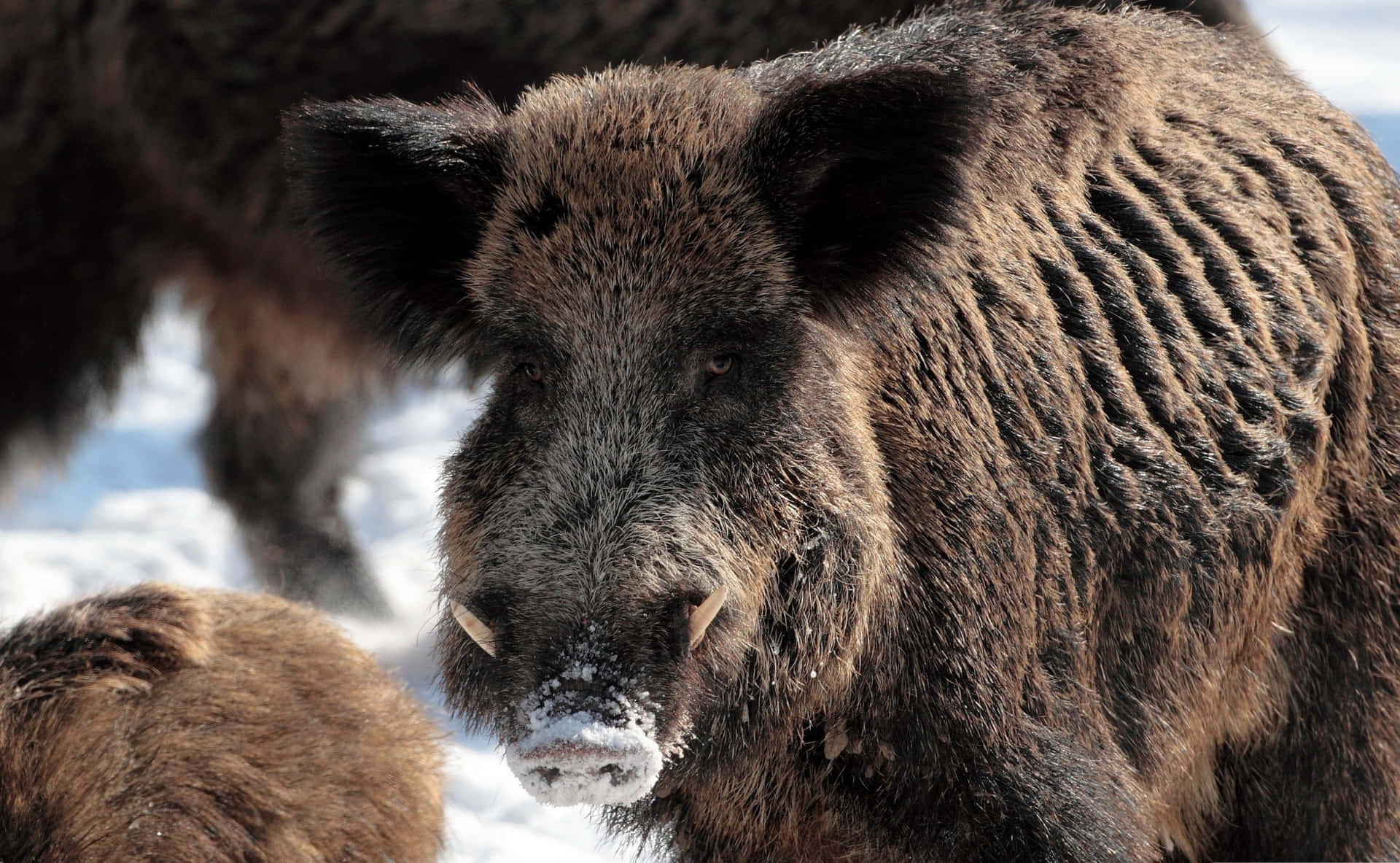 Wild Hog Enjoying A Mud Bath