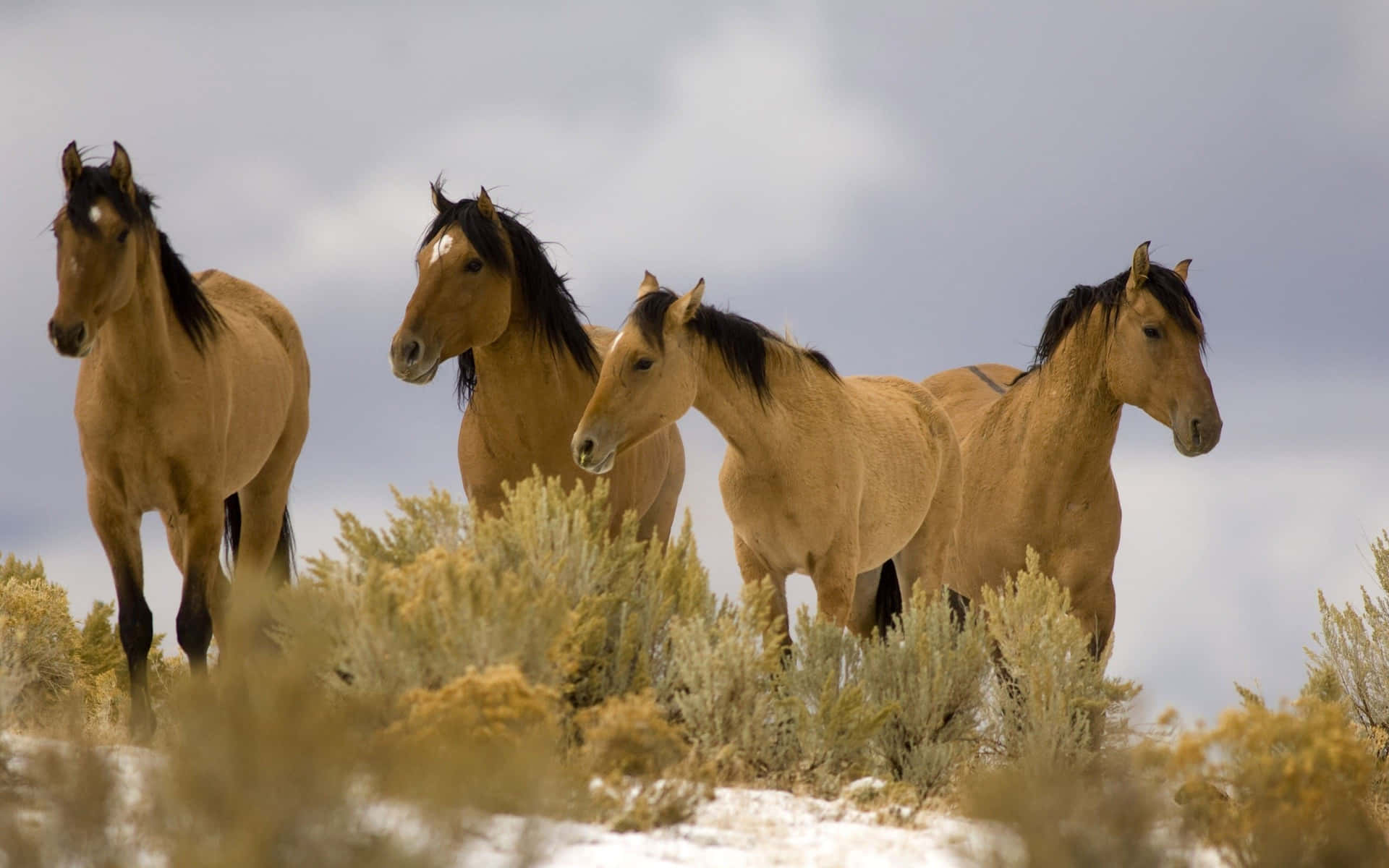Wild_ Horses_in_ Natural_ Habitat.jpg Background