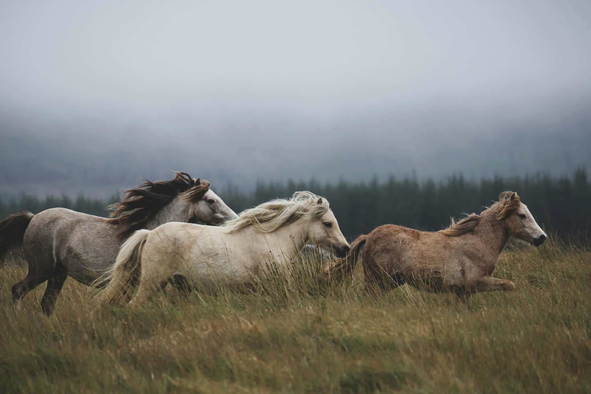 Wild Horsesin Misty Meadow