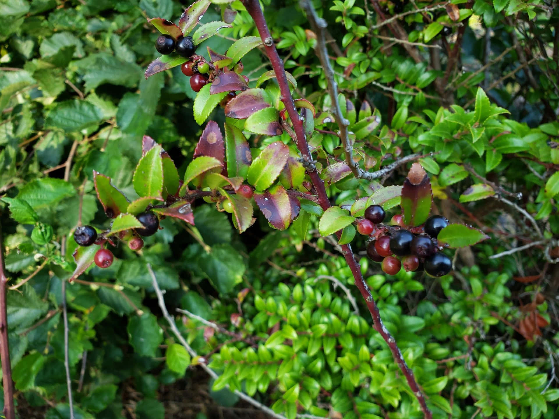 Wild Huckleberry Bush Background