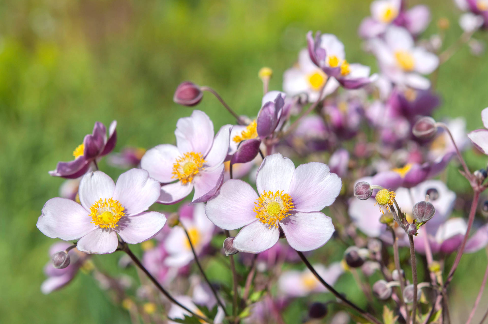 Wild Lavender Anemone Flowers Background