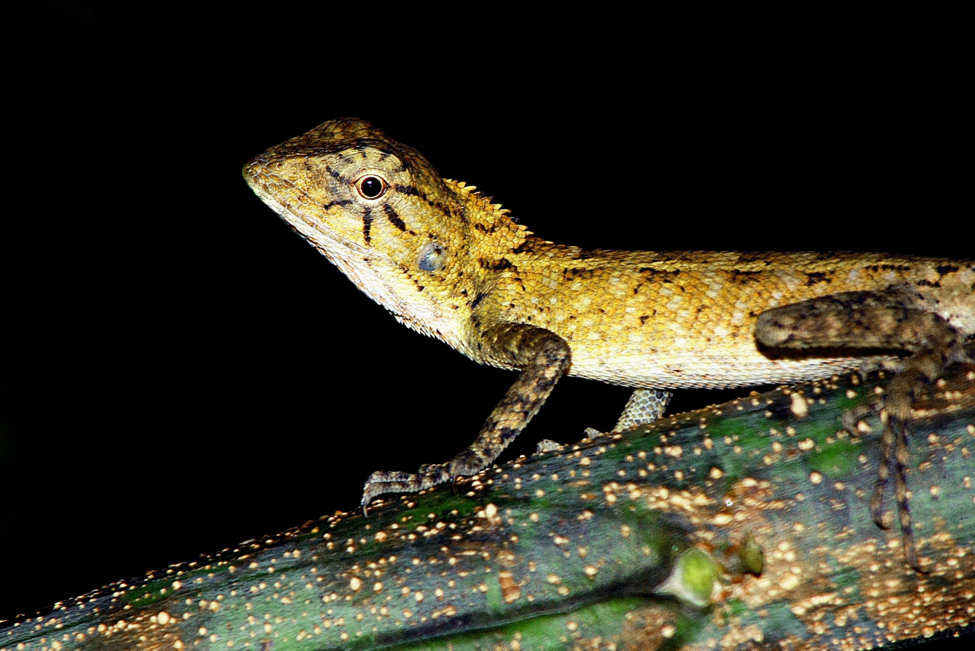 Wild Leopard Gecko At Night Background