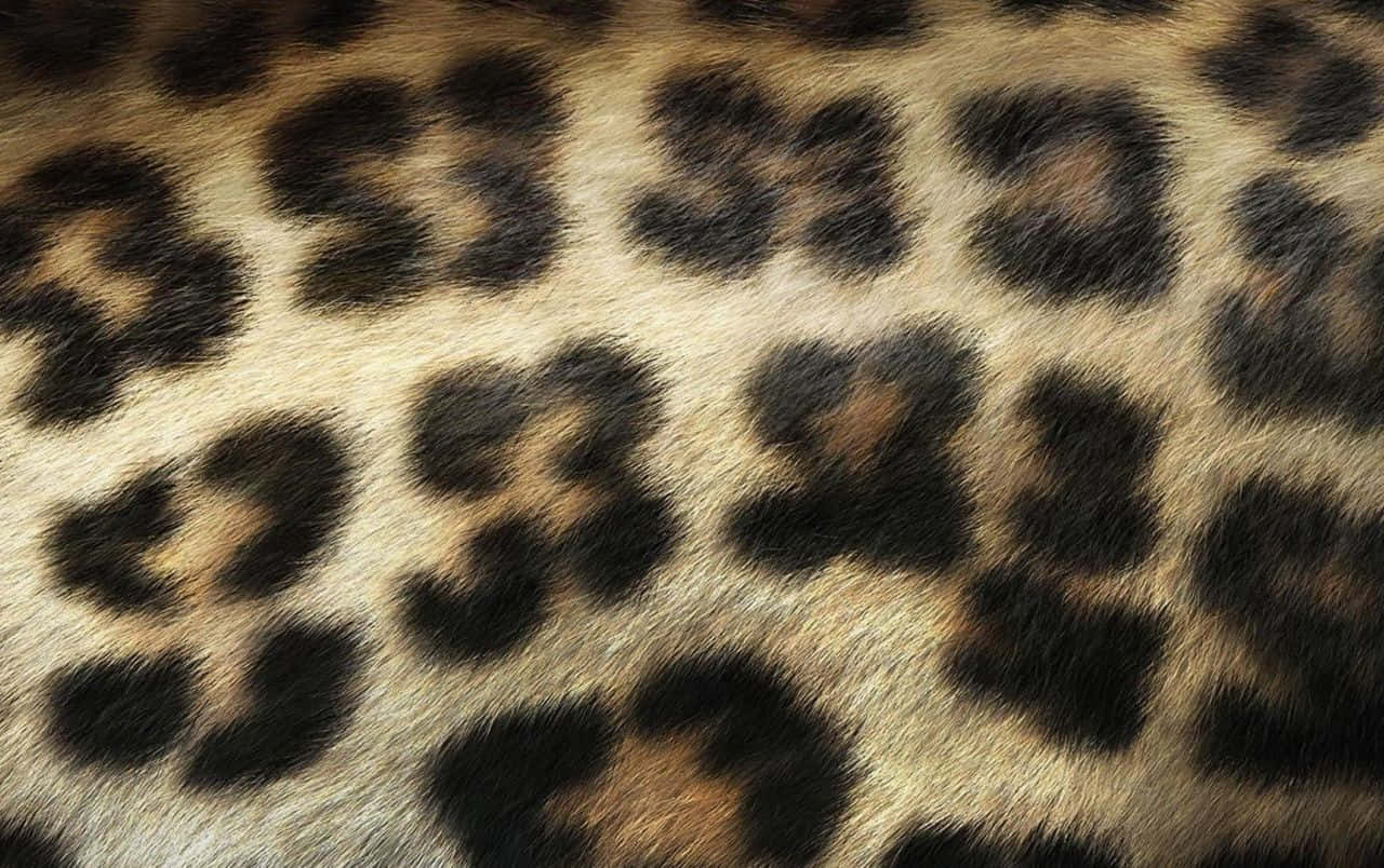 Wild Leopard Pattern High Fashion Style Background