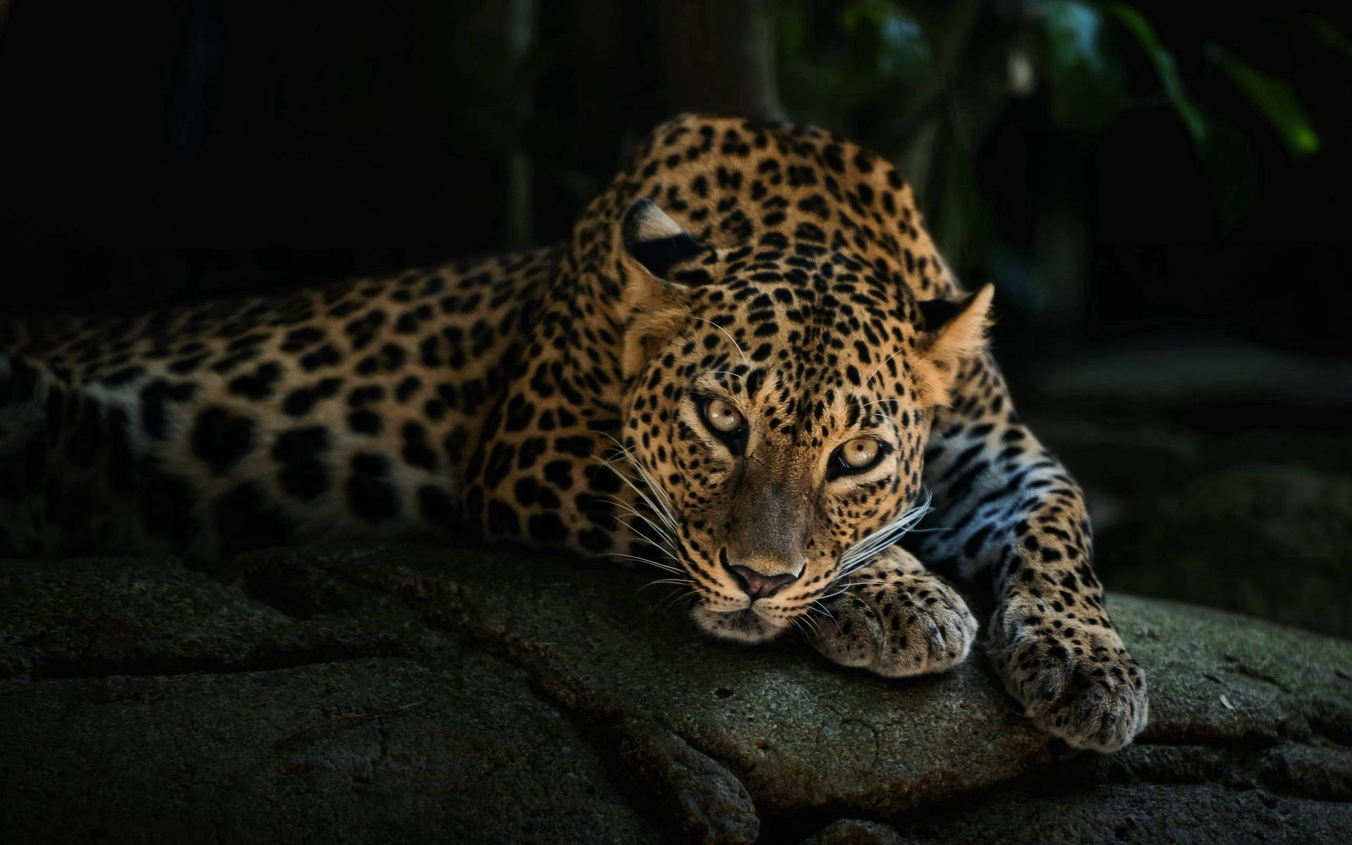 Wild Leopard Predator Background