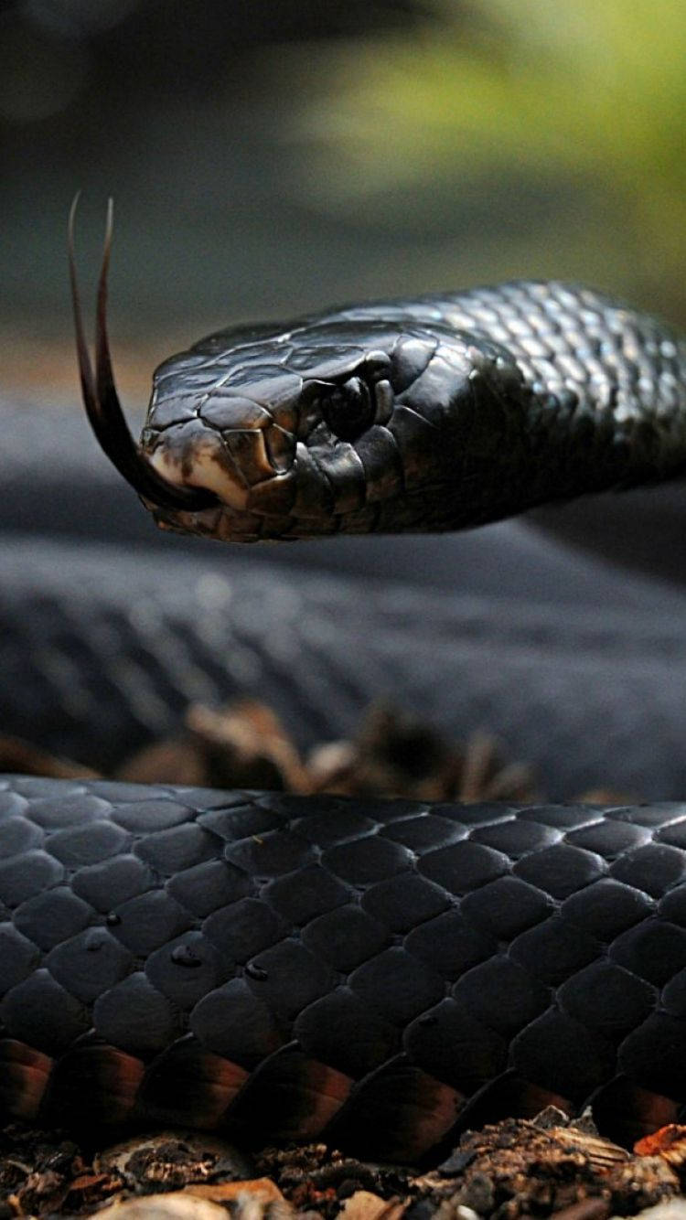 Wild Matte Black Snake Background