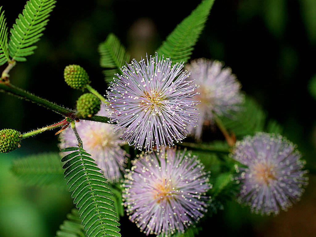 Wild Mimosa Flower Background