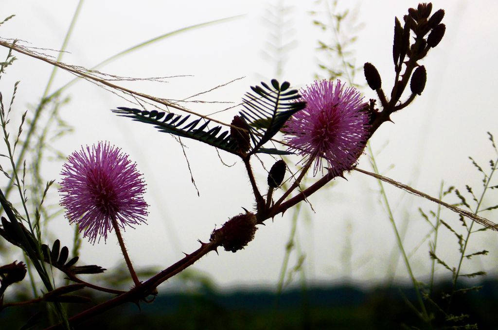 Wild Mimosa Flowers Background
