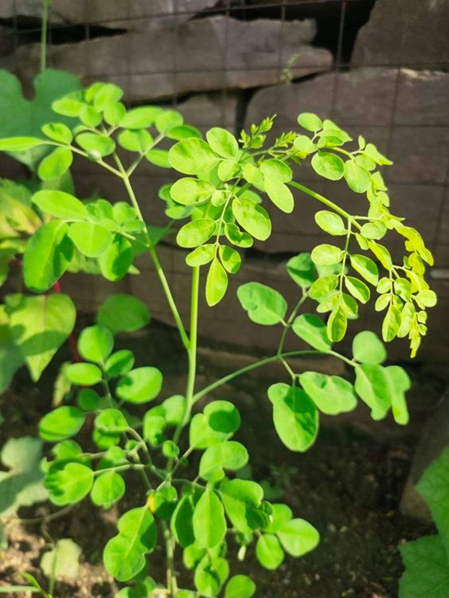 Wild Moringa Plant In Rich Soil Background