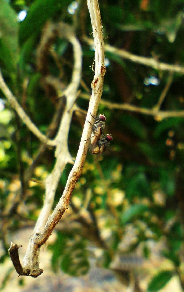 Wild Mosquitoes In Nature Background