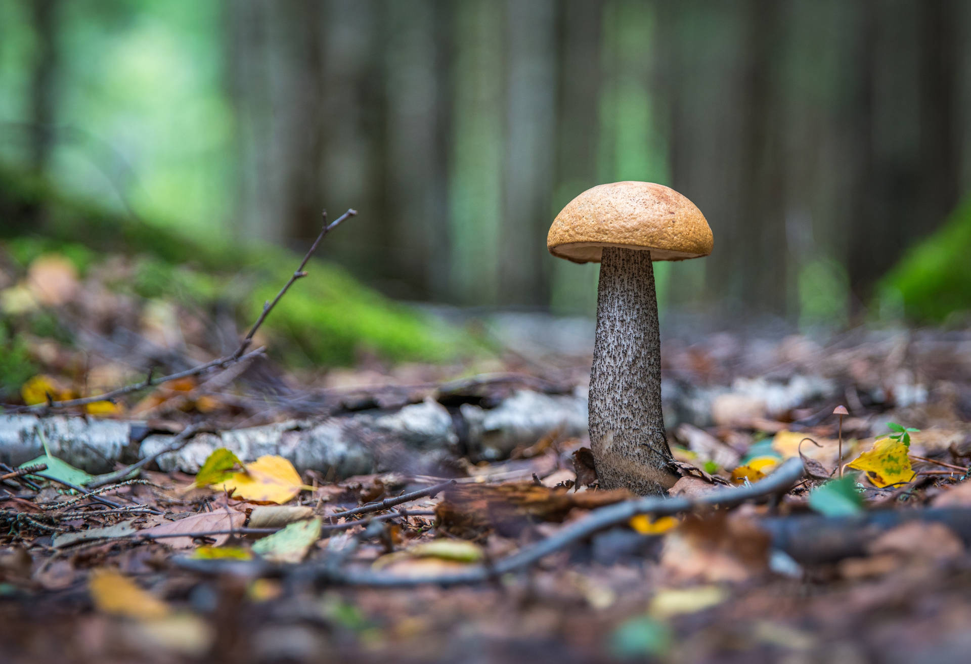 Wild Mushroom Aesthetic Background