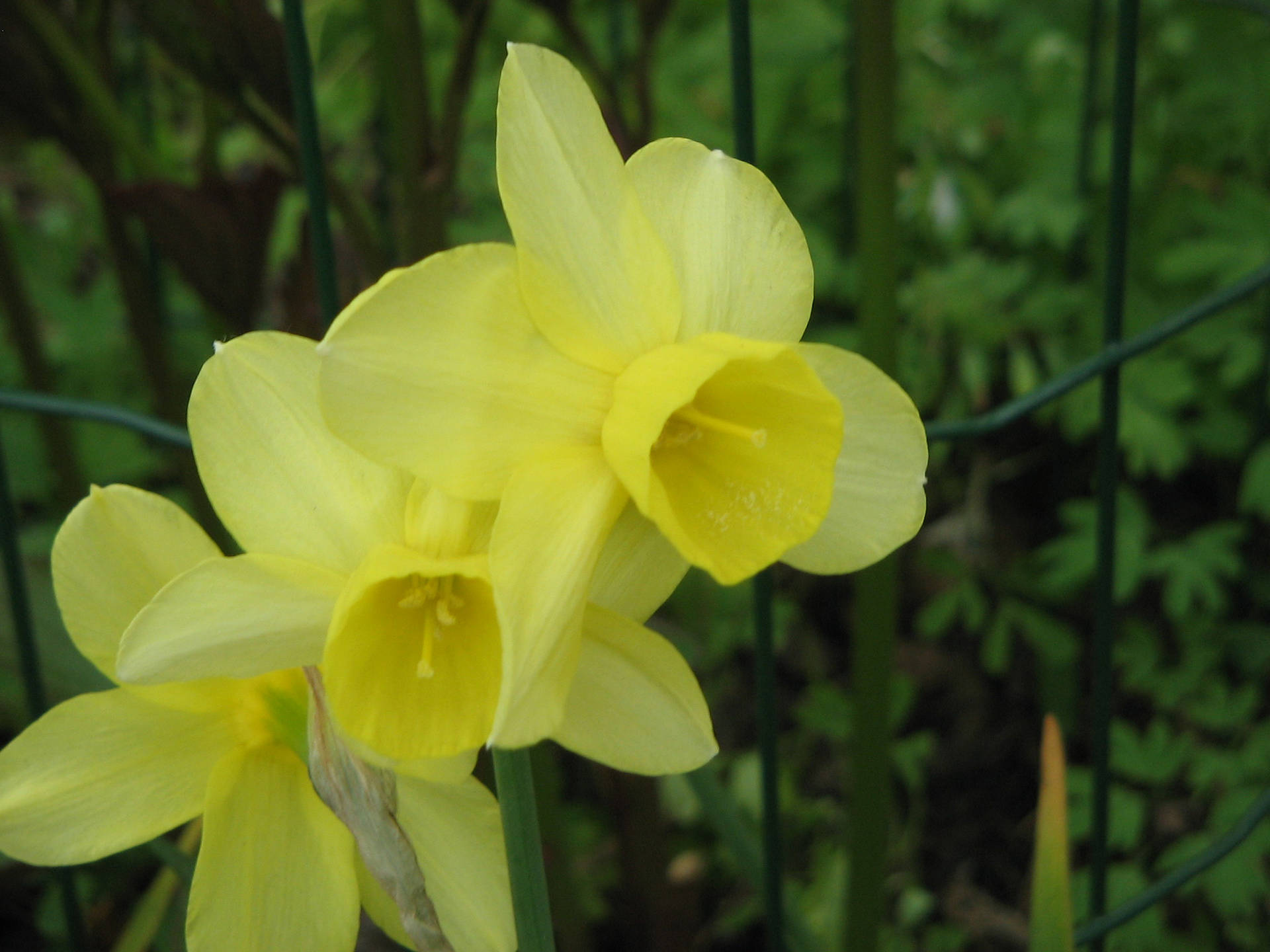 Wild Narcissus Flowers Background