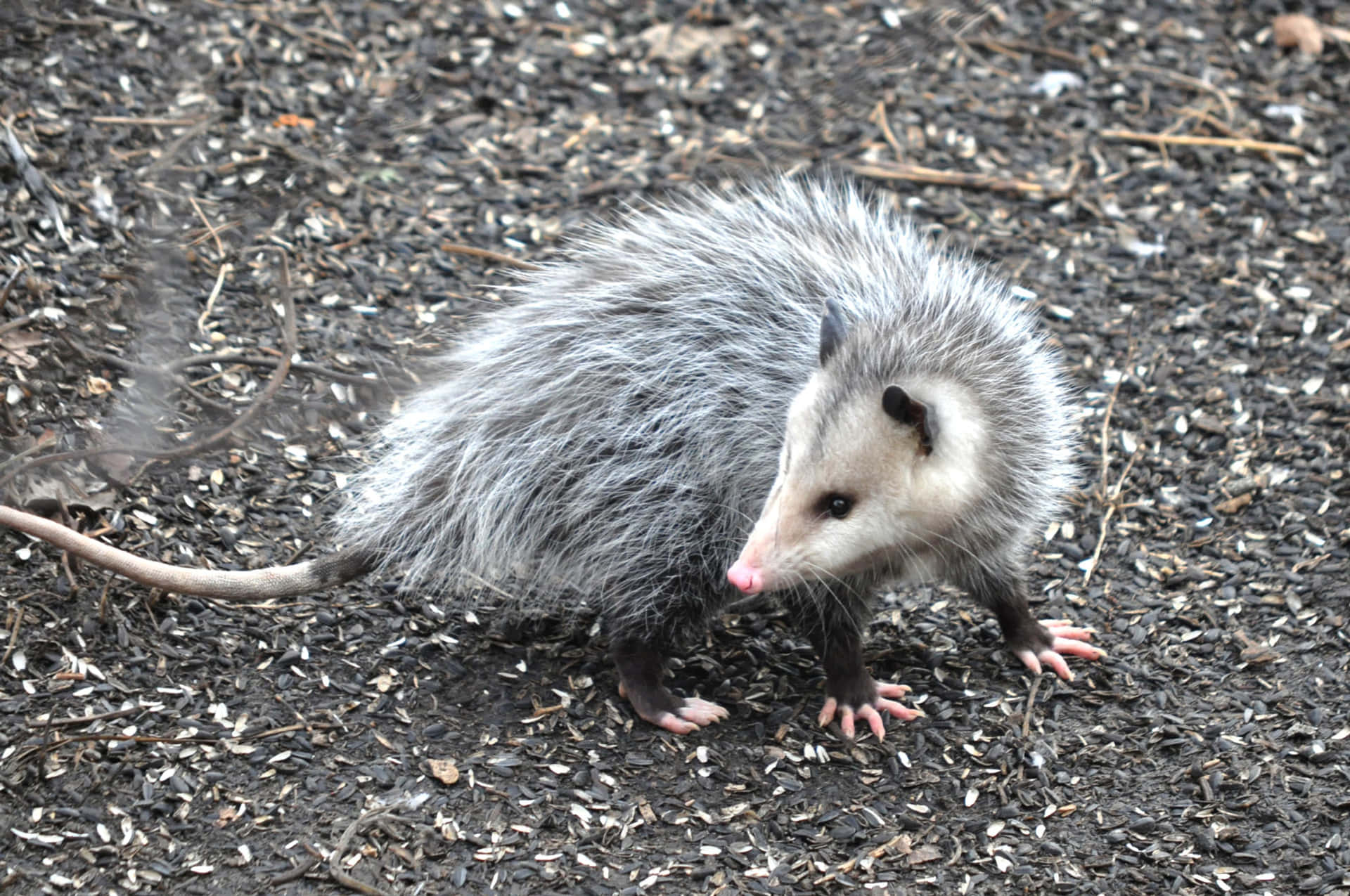 Wild Opossum On Ground.jpg