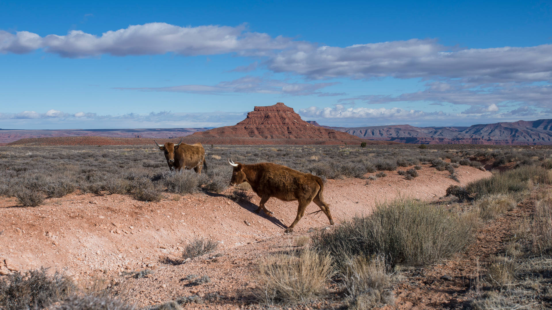 Wild Oxen In Desert Background