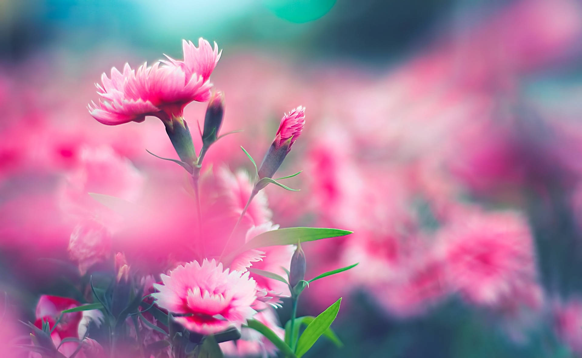 Wild Pink Carnations Background