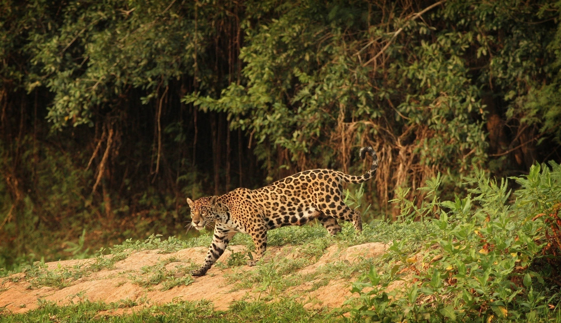 Wild Predator Jaguar