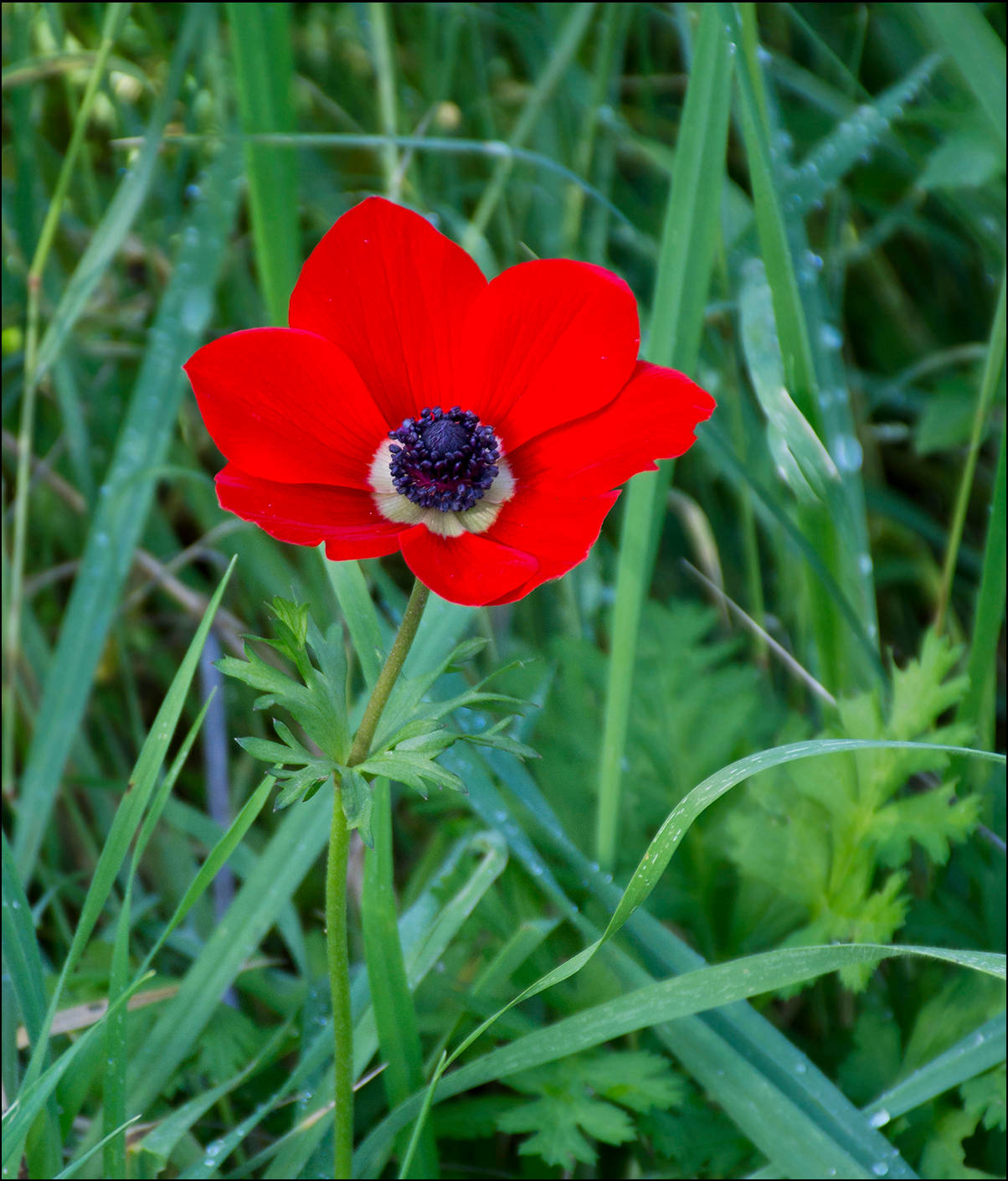 Wild Red Anemone Flower Background