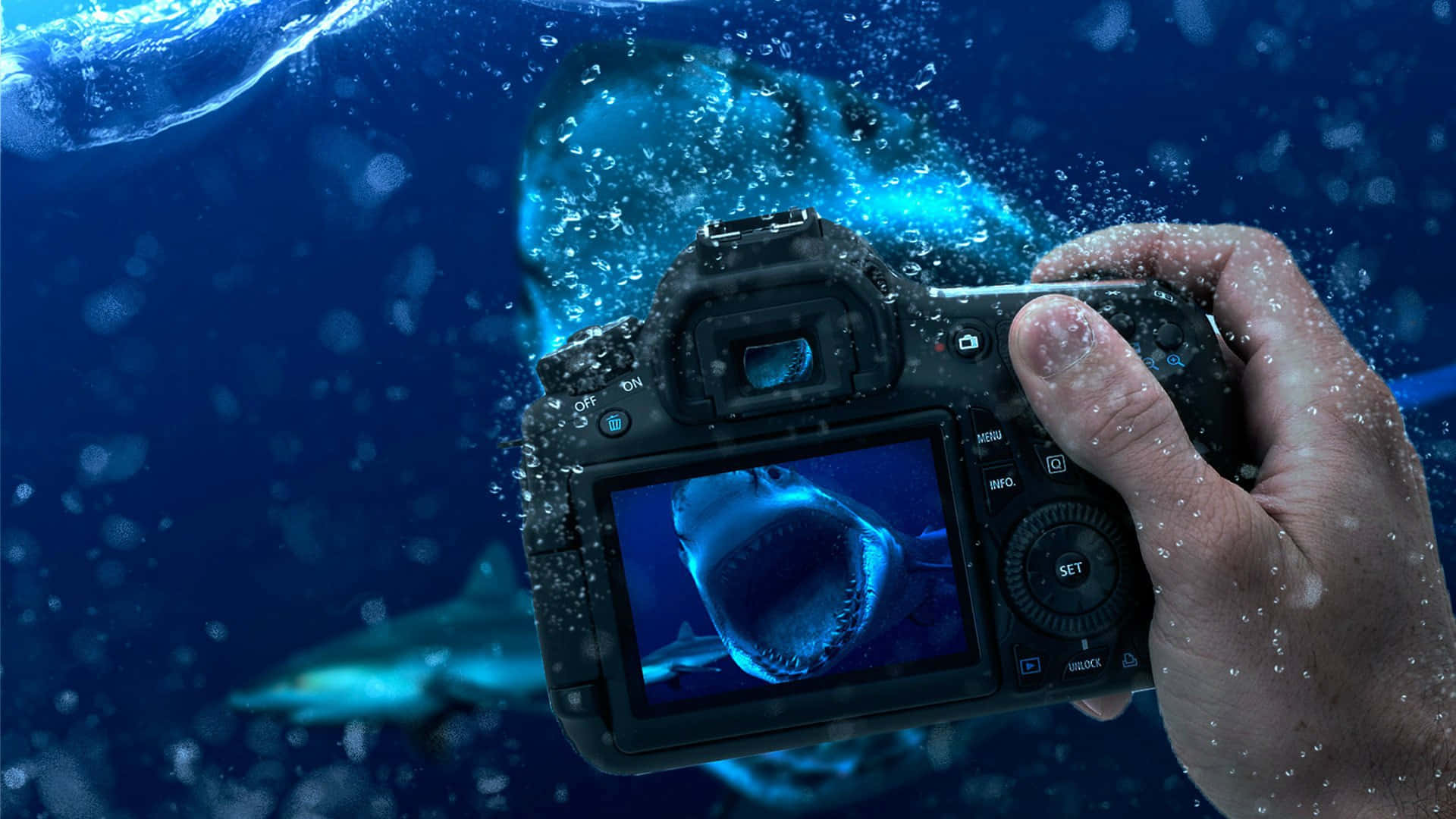 Wild Shark On Photography Camera