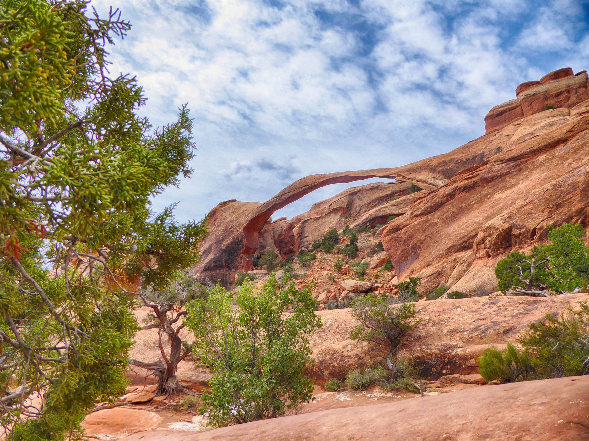 Wild Shrubs At The Arches National Park Background