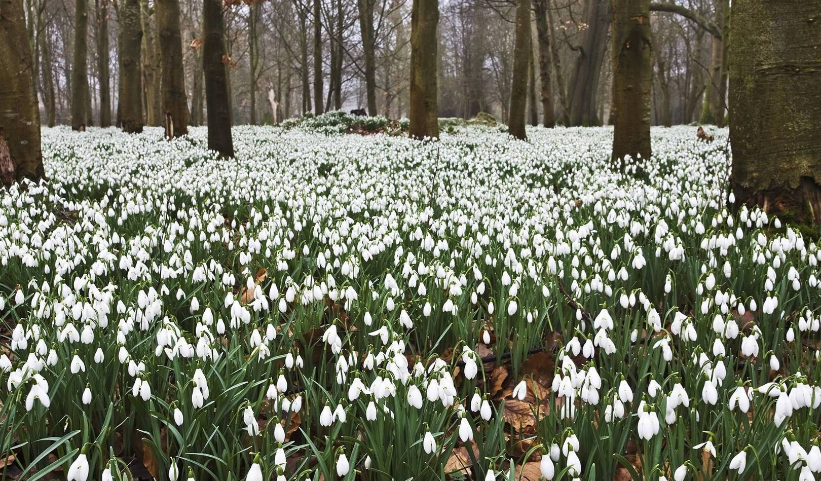 Wild Snowdrop Flower Field Background