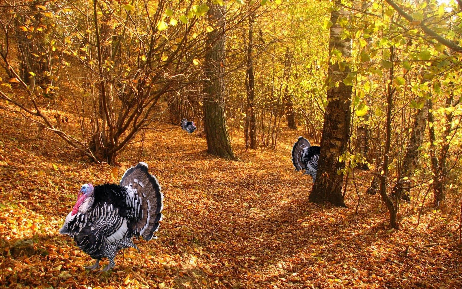Wild Turkeys For Thanksgiving Background