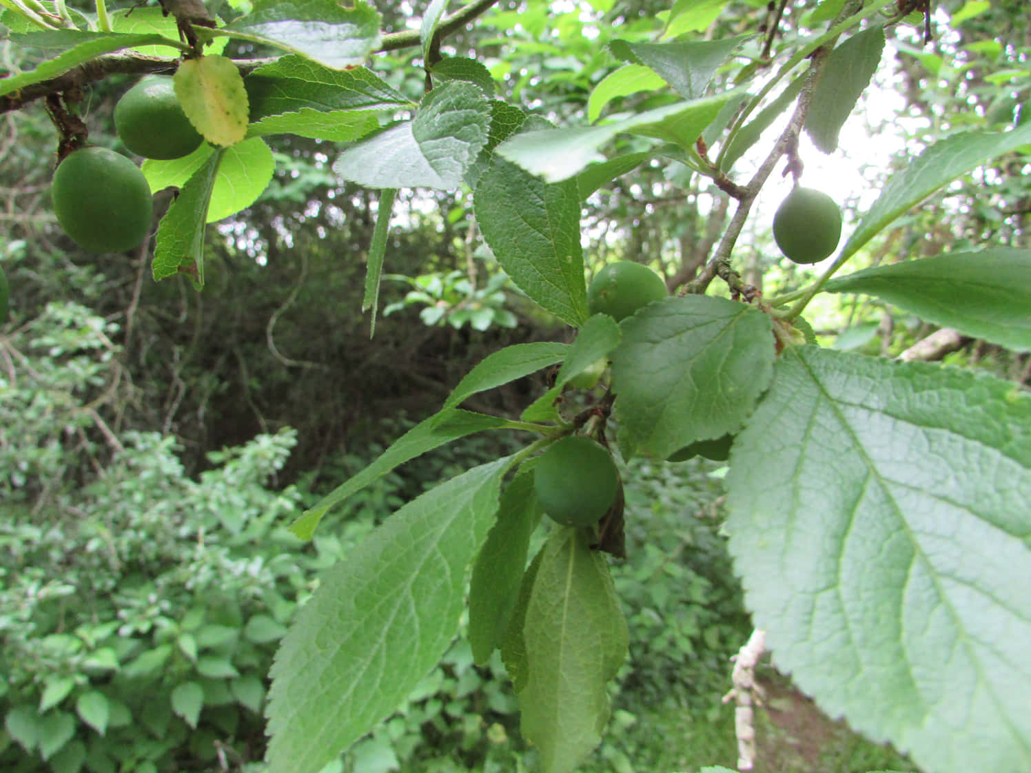 Wild Unripe Damson Plums On Branch