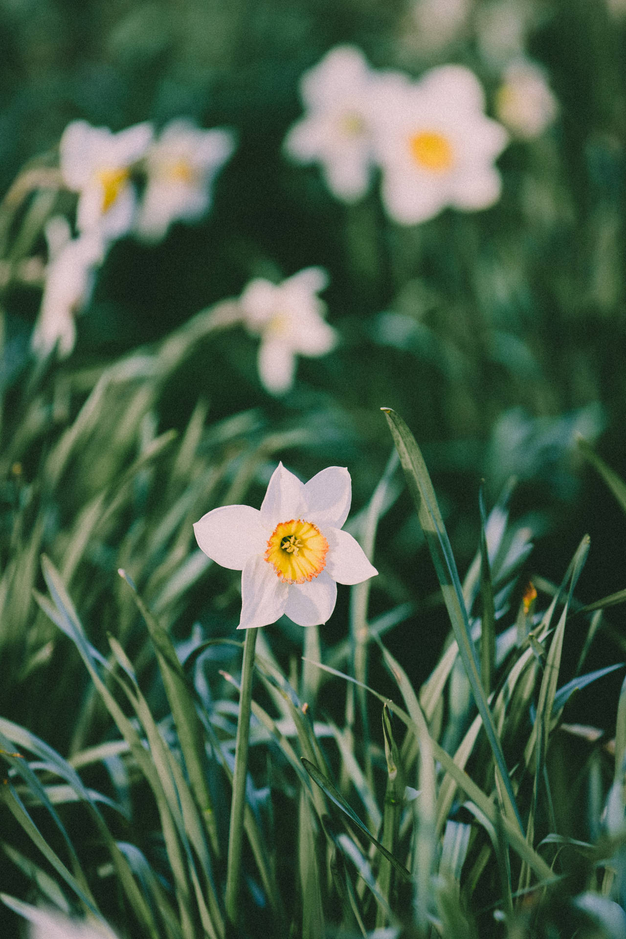 Wild White Daffodils Background