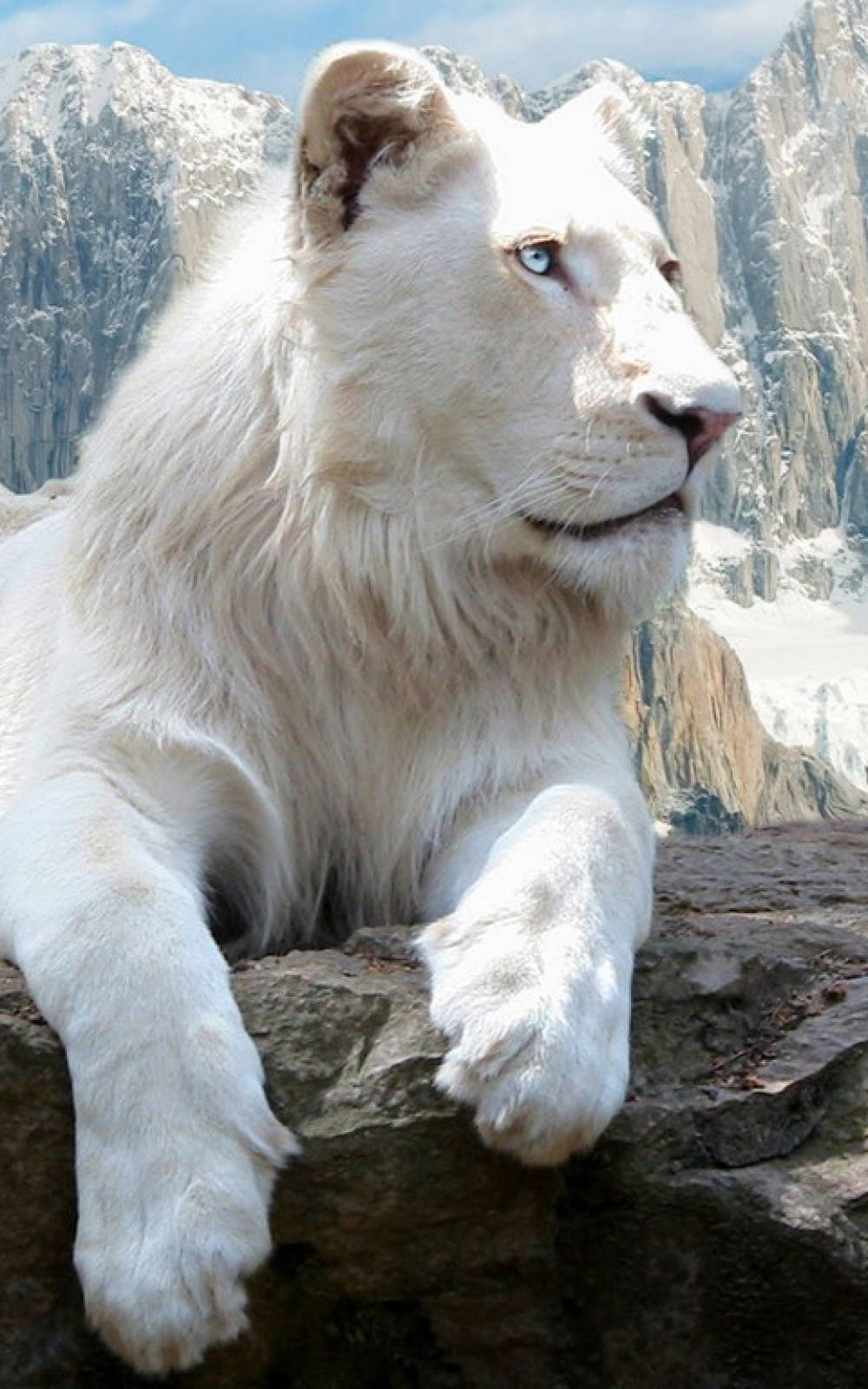 Wild White Lion Iphone Background