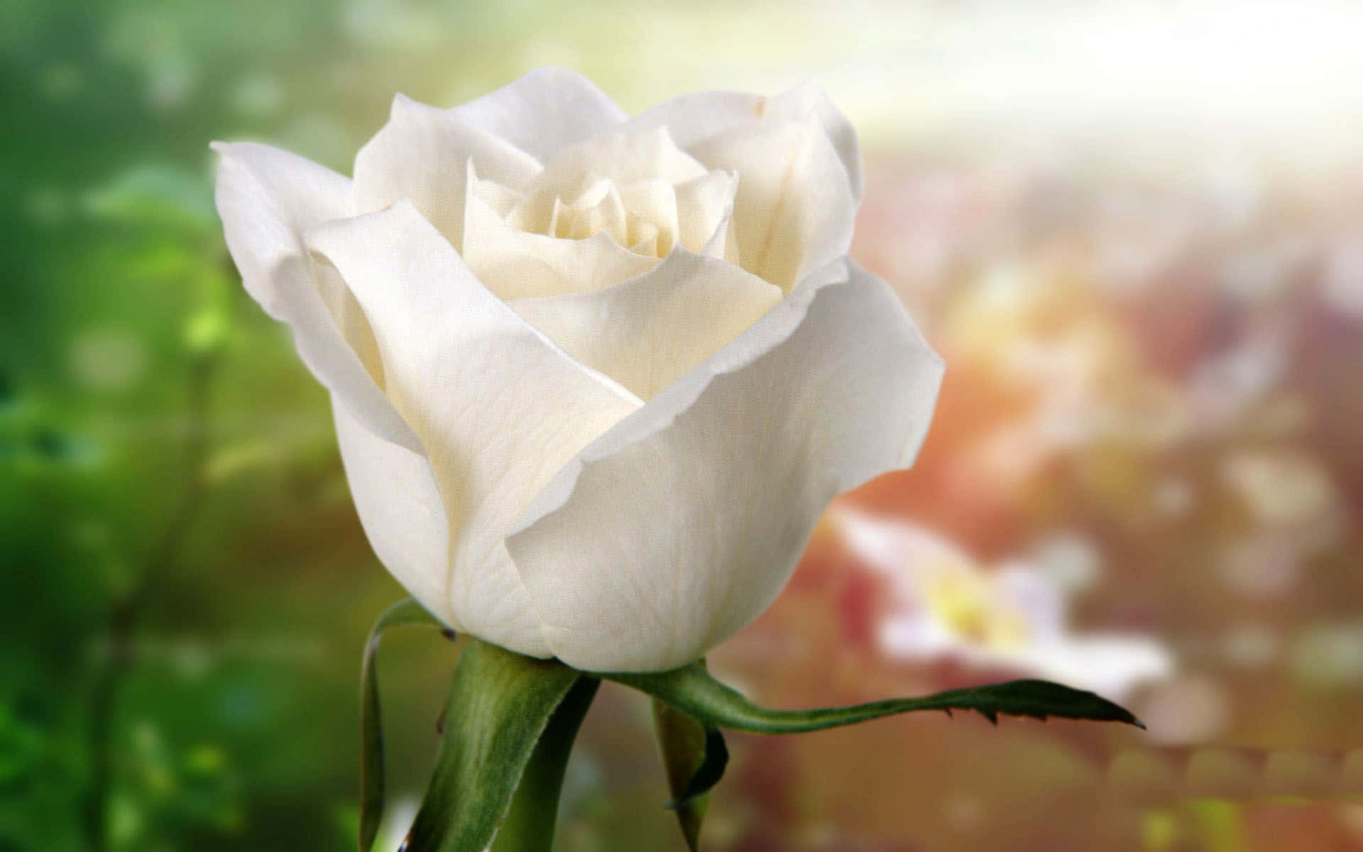 Wild White Rose