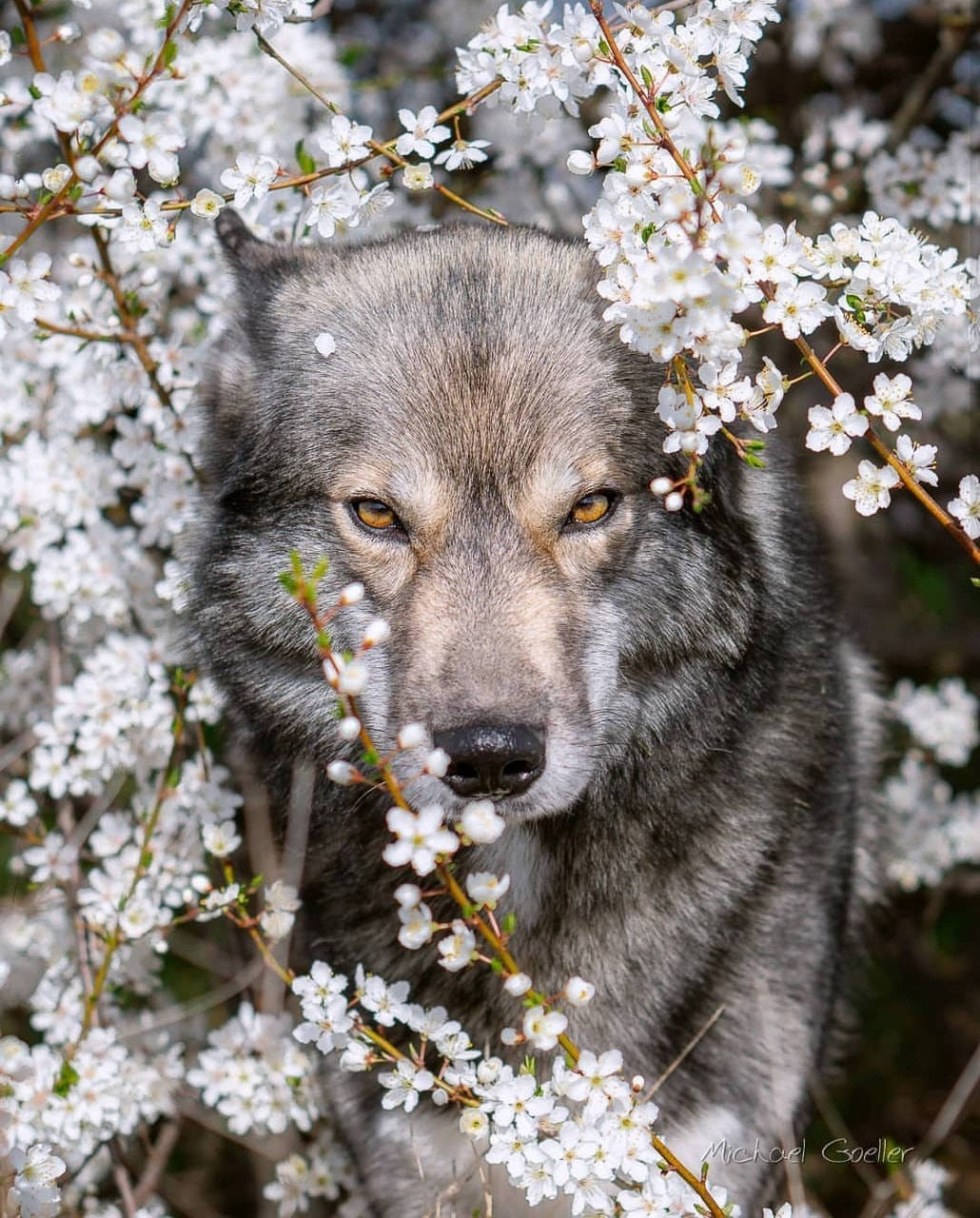 Wild Wolf And Wild Cherry Bunga Background