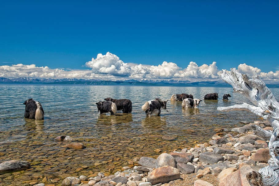 Wild Yaks In Mongolias Lake Background